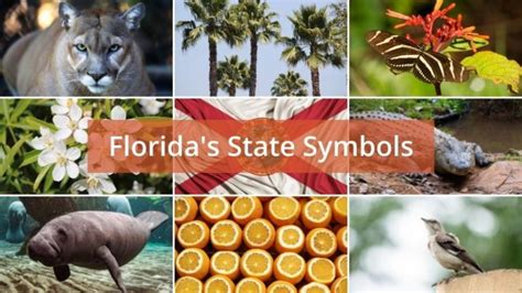 Learn What Florida's State Symbols are with our Complete List and Table