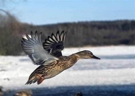 File:Flying mallard duck - female.jpg - Wikipedia