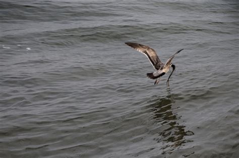 Young Gull Flying Over Ocean Free Stock Photo - Public Domain Pictures