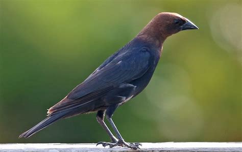 Identifying Black Birds – K-12 Education