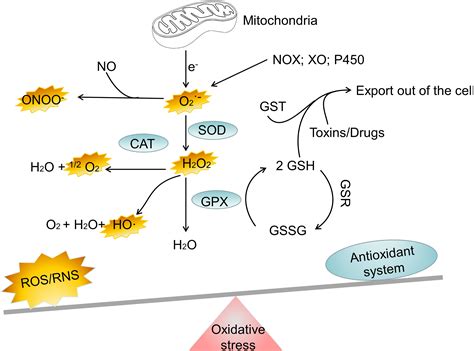 Frontiers | Signaling pathways of oxidative stress response: the ...