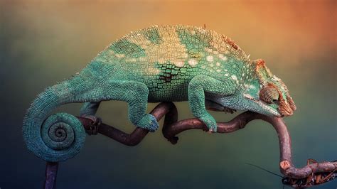 Chameleon Wallpapers - Wallpaper Cave