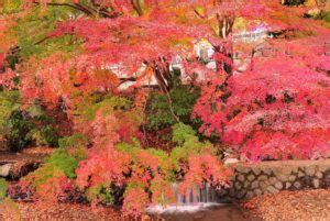 The Best Spots to See Autumn Leaves in Kanto - GaijinPot Travel