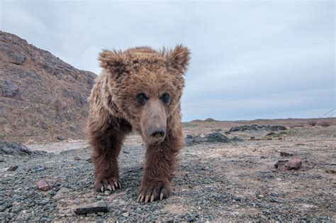 Gobi Bear Project – Saving the world's rarest bear