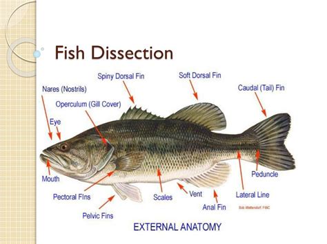 Perch Fish External Anatomy - SEA AND FISH