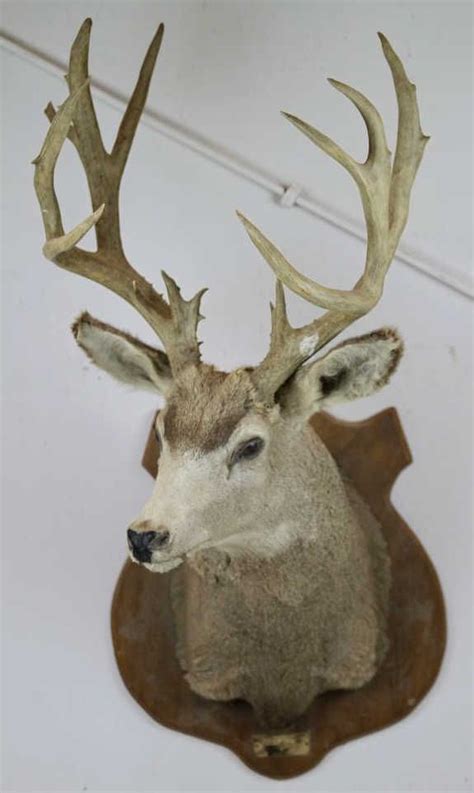 Whitetail Deer Trophy Mount