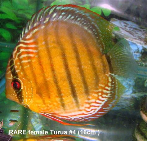 Wild red discus | Fish breeding, Beautiful fish, Freshwater aquarium