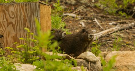 Island Conservation Saving the Vancouver Island Marmot - Island ...