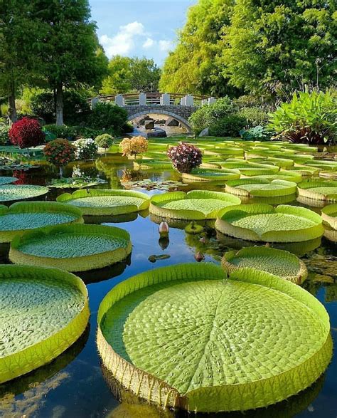 Japan Botanical Garden in 2020 | Giant water lily, Water lilies, Beautiful places