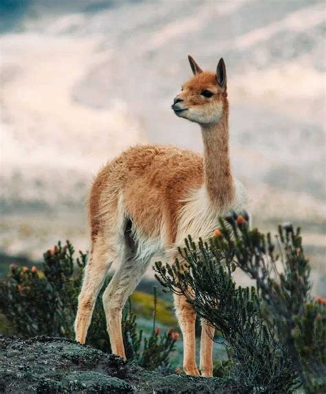 10 things to know about guanacos – Artofit