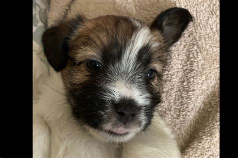 Russell Terrier Puppies For Sale - AKC PuppyFinder