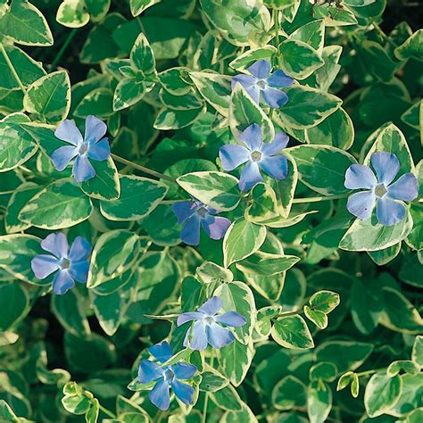 Vinca major Variegata | Mirror Garden Offers