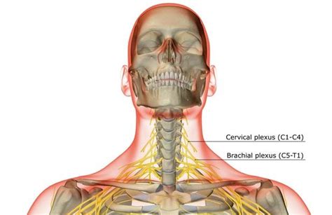 The bones of the neck | Science and Technology | Social Studies | Image | PBS LearningMedia