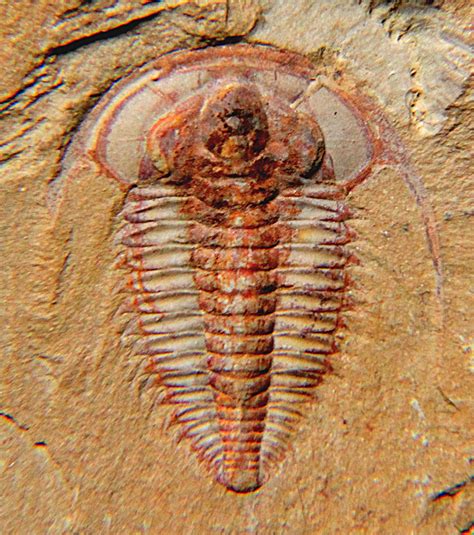 Trilobite, Trilobite fossil, Fossils