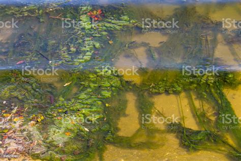 Green Algae In Water Water Pollution Ecological Problem Stock Photo ...