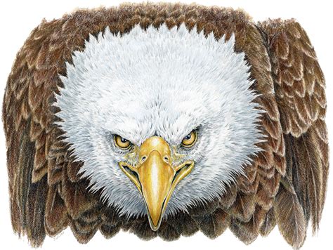 Angry Bald Eagle, Limited-Edition Print – Wildlife Drawings by Jim Wilson