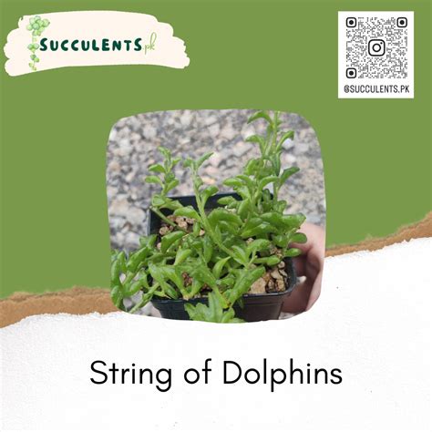 String of Dolphins – Succulents.pk