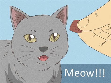 3 Ways to Teach Your Cat to Do Tricks - wikiHow