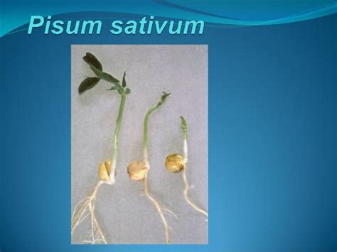 Testing of viability seeds