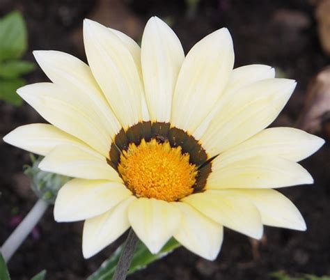 Gazania Garden Leader White Seeds - Gazania Rigens