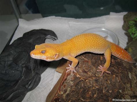 Leopard Gecko Care Sheet - OnlineGeckos.com Gecko Breeder