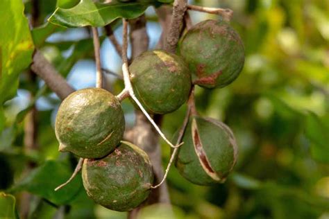 When and How to Harvest Macadamia Nuts | Gardener's Path