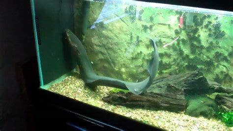 electric eel feeding - YouTube