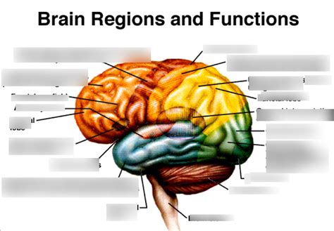 Brain Regions and Functions Diagram | Quizlet