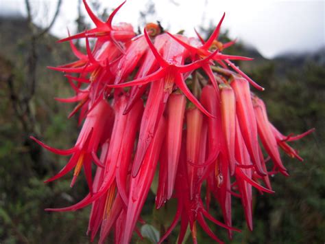 Todas las especies endémicas de la flora ecuatoriana - El Fragmento