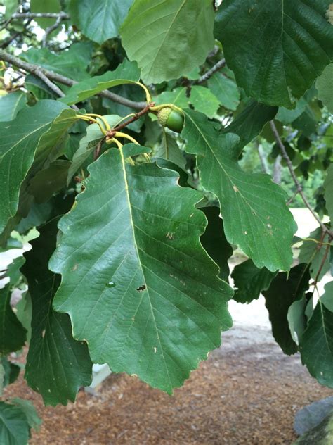 chestnut oak leaf identification – ChasingTrees