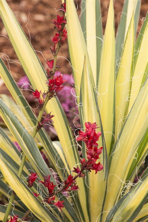 Brakelights® Red Yucca | Yucca, Plants, Boarder plants