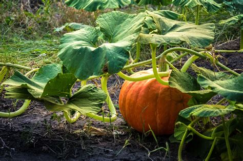 When to plant pumpkins so they're ready for Halloween Garden Care, Lawn Garden, Garden ...
