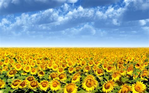 Sunflowers Field Sunset Wallpaper Nature And Landscap - vrogue.co