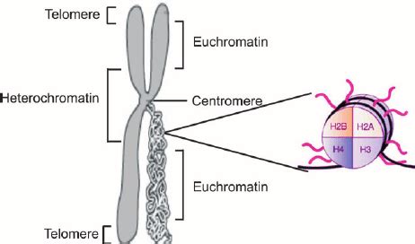 Schematic figure of chromatin and histone structure. Chromatin is the...