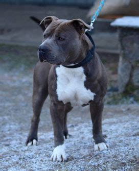 Maschi - Allevamento amstaff blue