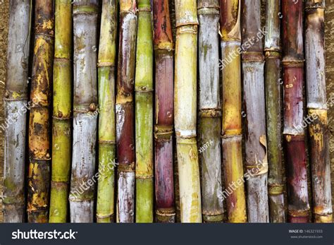 Sugar Cane Varieties Stock Photo 146321933 | Shutterstock