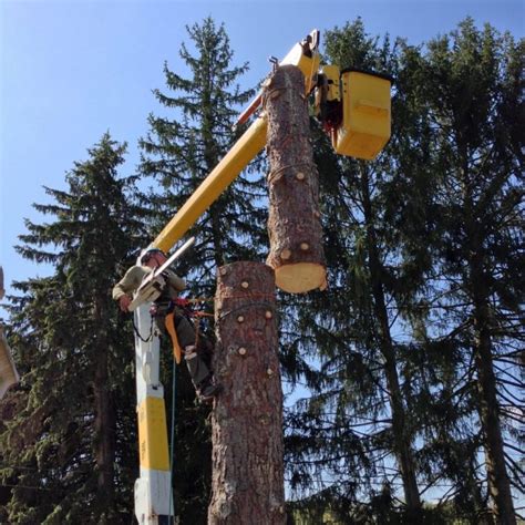 Tree Cutting & Removal Equipment - Arboriculture Services | All Perfect Stories