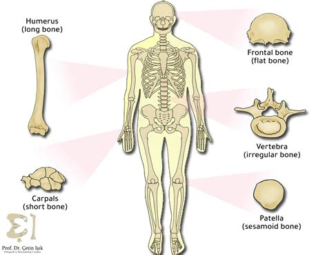 Types of bones in the human body according to several classifications - Dr. What's wrong with you?