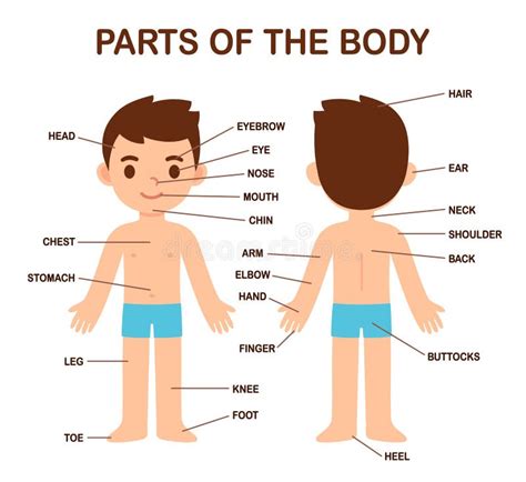 Body Human Kids Parts Stock Illustrations – 219 Body Human Kids Parts Stock Illustrations ...