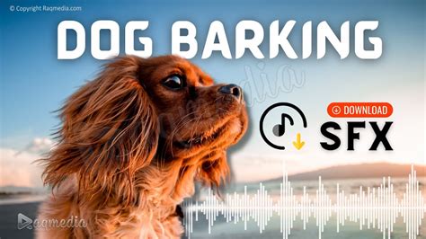 6 Dog Barking Sound Effects Free Download SFX - RaQMedia