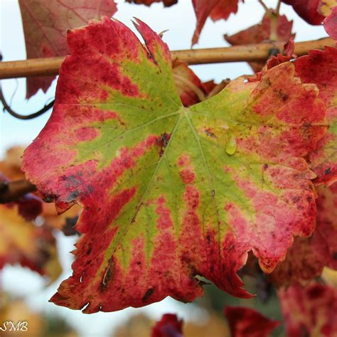 A travers mon objectif, je vois...: Feuilles de vignes