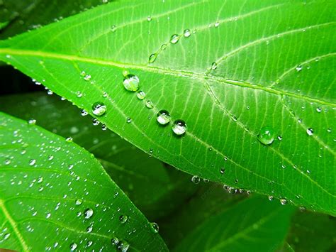 Photo Of Green Eye Protection Wallpaper Background, Green, Simple, Poster Background Image And ...