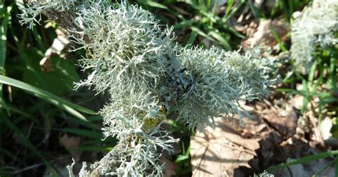 Lichen Evernia prunastri - Les Taxinomes