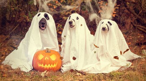 Halloween Puppy Wallpapers - Top Free Halloween Puppy Backgrounds - WallpaperAccess