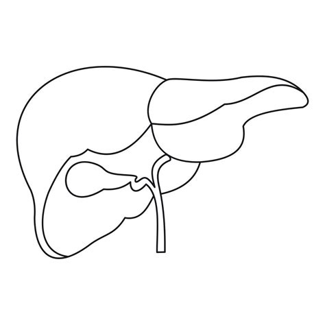 Liver icon, outline style 14693735 Vector Art at Vecteezy