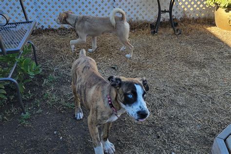 Animal Shelter in Stockton, CA - The County Office