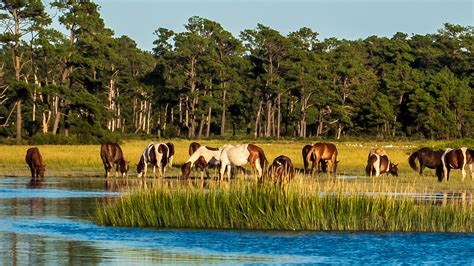 Discover Chincoteague Island: A Fun-Filled Vacation Destination