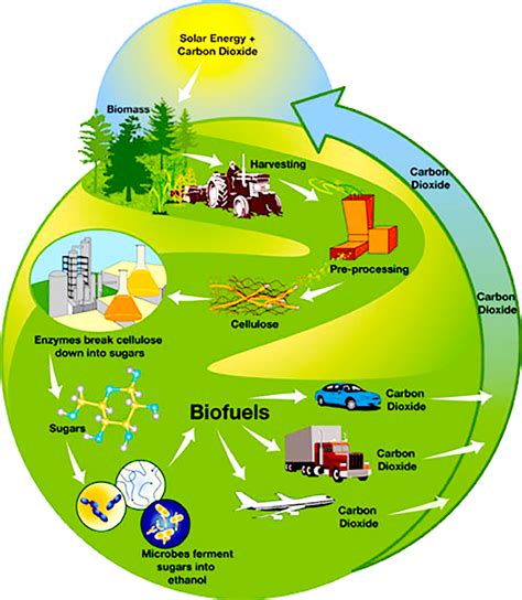 Biomass Energy Cycle