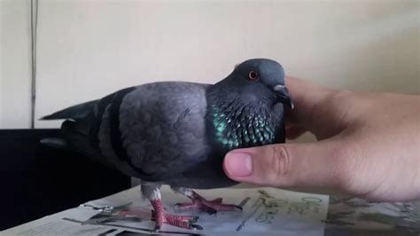 Female Pigeon Cuddling Sound - YouTube