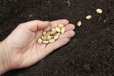 Planting Seeds in Prepared Soil Stock Photo - Image of crop, food: 14963466